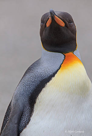 MC008486 King Penguin Profile