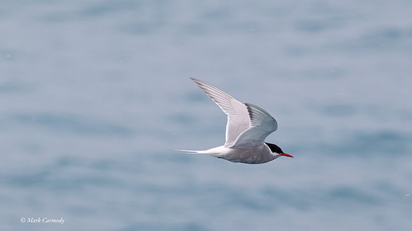 MC009507 Antarctic Tern