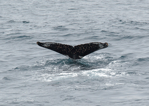 Humpback Whale