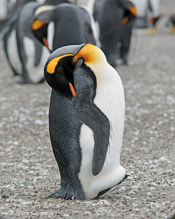MC008519 King Penguin sleep