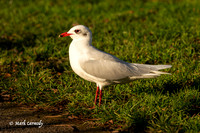 A9_01020-Enhanced-NR
