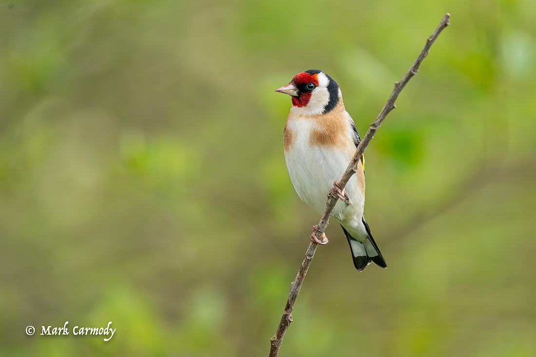 A9_04087-Enhanced-NR