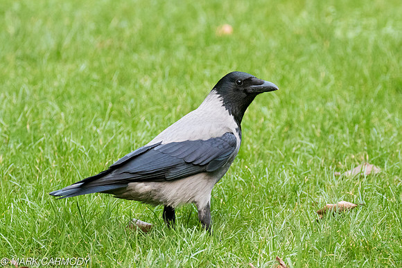 MC7D8787