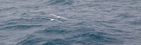 MC000618 Snow Petrel