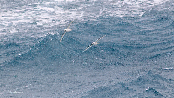 MC000622 Snow Petrel