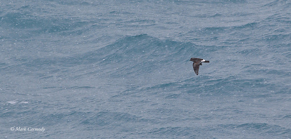 MC000685 Wilsons Petrel