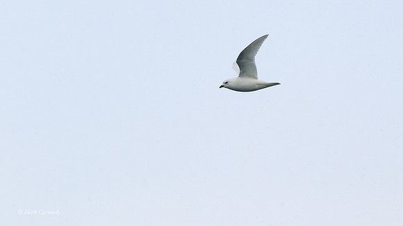 MC000756 Snowy Petrel