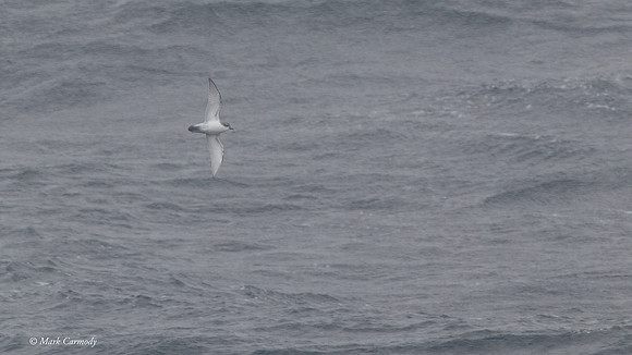 MC000817 Antarctic Prion