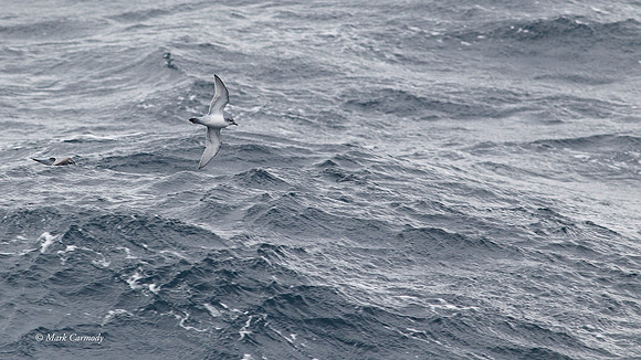 MC000848 Antarctic Prion