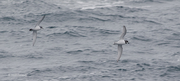 MC000900 Antarctic and Blue Petrel