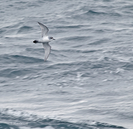 MC000910 Antarctic Petrel