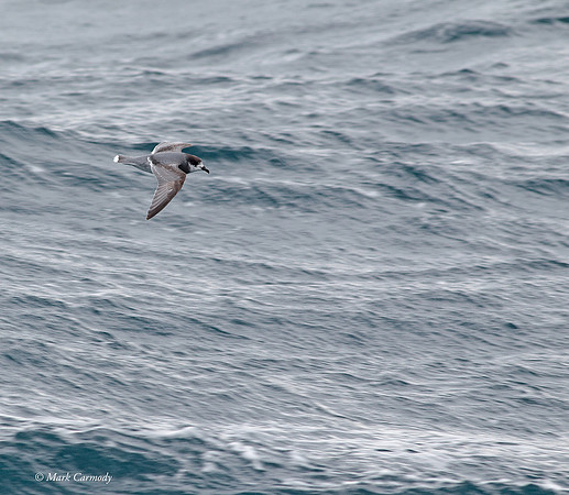 MC000942 Blue Petrel