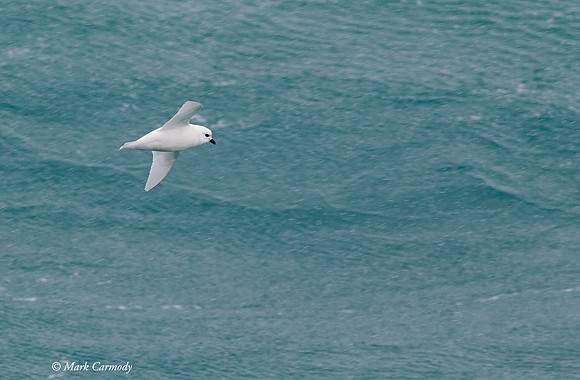 MC001005 Snow Petrel
