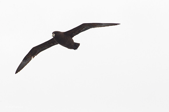 MC002108 White-chinned Petrel