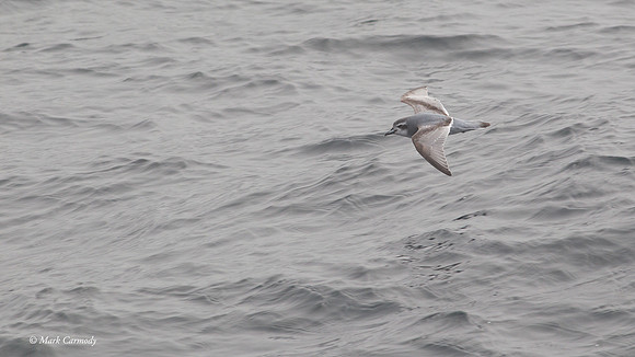 MC002336 Antarctic Prion