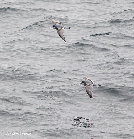 MC002387 Antarctic Prion