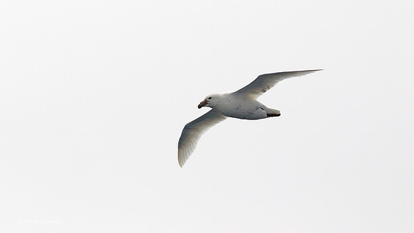 MC002501 White Nellie