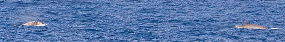 MC001932 Beaked Whale