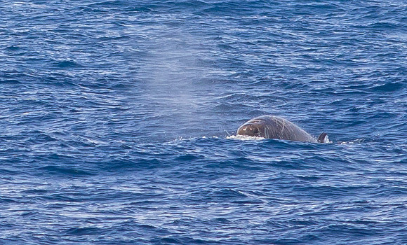 MC001979 Beaked Whale