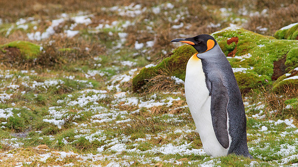 MC009191 King Penguin Stromness