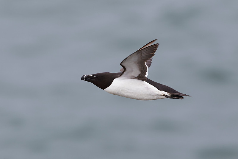 Razorbill 114