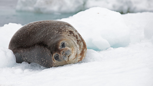MC__1472 Wedell seal