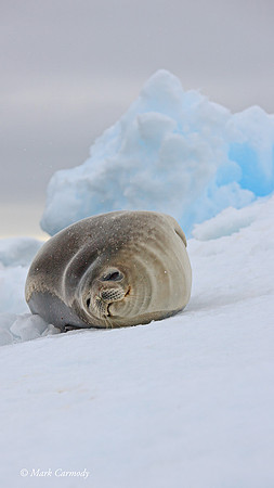 MC__1493 Wedell Seal