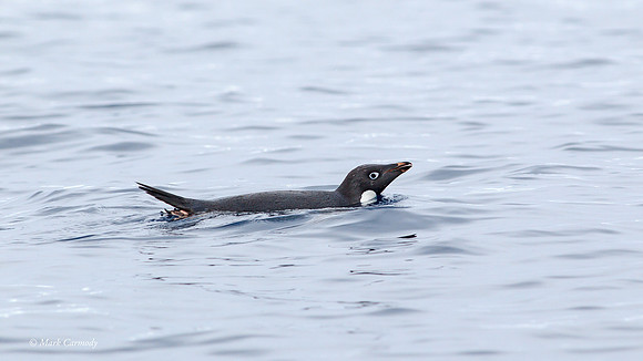 MC004250 Swimming Adelie