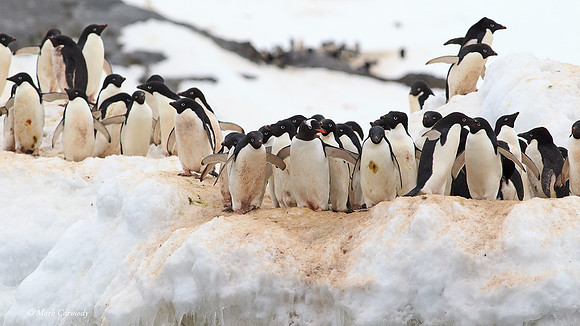 MC004268 Adelie and Gentoo