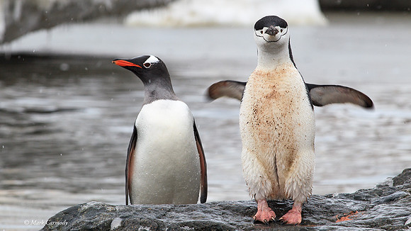 MC004306 Gentoo and Chinstrap Antarctica