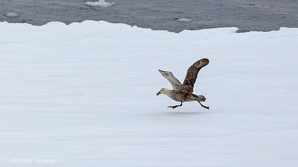 MC004463 GP take off