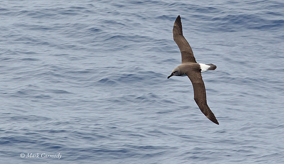 MC004636 Grey-headed Albatross dorsal copy