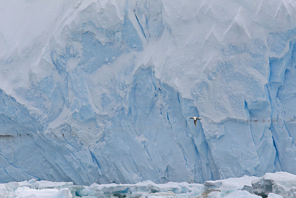 MC004696 Giant Petrel glacier