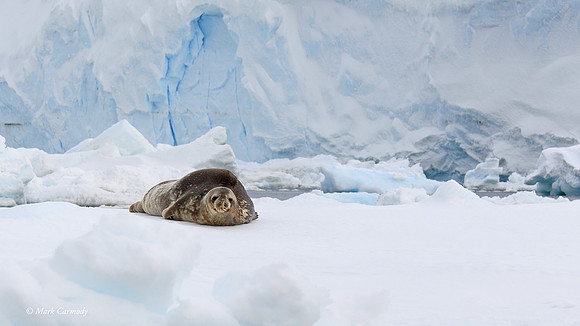 MC004730 Crabeater Seal