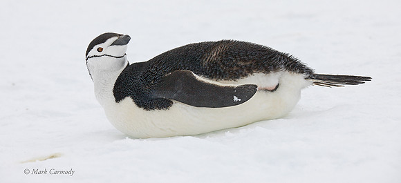 MC__4826 Chinstrap