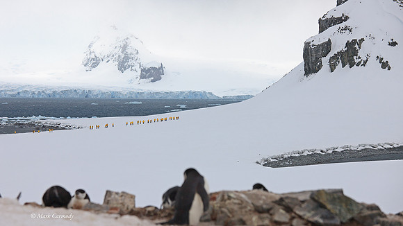MC__5015 Antarctic Passengers