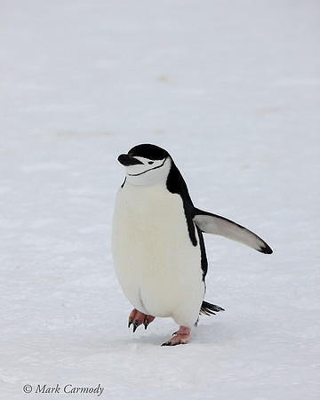 MC__5026 Chinstrap