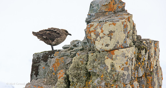 MC__5039 South Polar Skua