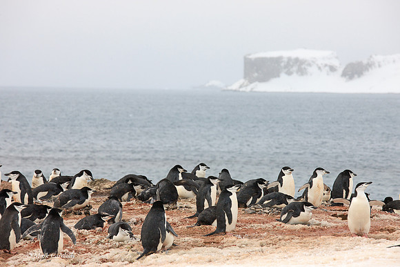 MC__5100 Chinstrap colony