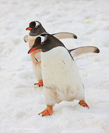 MC__5113 Gentoo