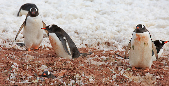 MC__5138 Gentoo Penguins