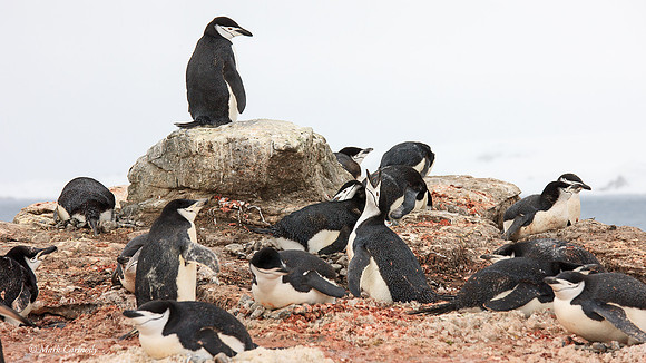 MC__5144 Antarctica Chinstrap
