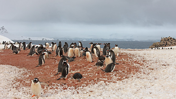 MC__5152 Antarctic Gentoo