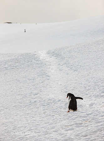 MC__5186 Gentoo climb