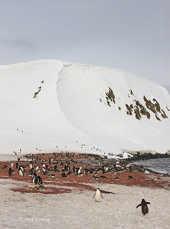 MC__5205 Gentoo Colony Barrientos