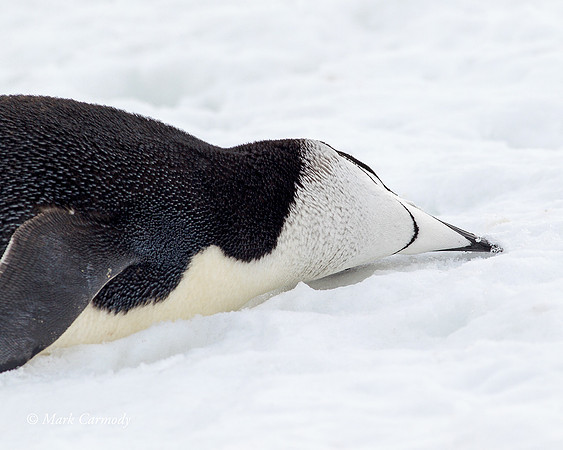 MC004889 (1) Chinstrap eating snow