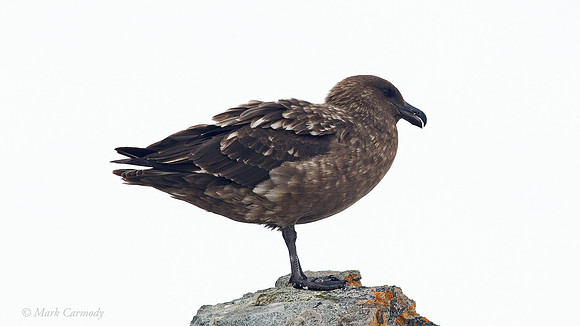 MC004925 (1) Antarctic Skua