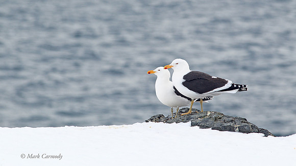 MC004945 Antarctica Kelp Gull