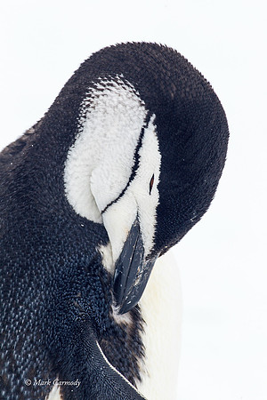 MC004963 (1) Chinstrap grooming