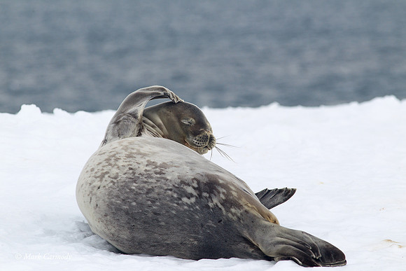 MC004967 (1) Weddell Seal